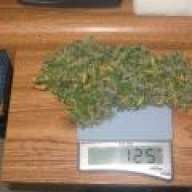 CaNNaBiZNeSS