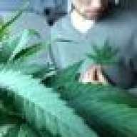 420Cannasseur