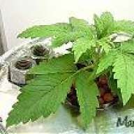 budgreenweed124