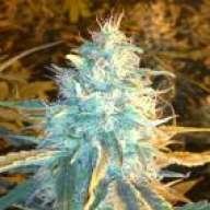 DemonicChronic