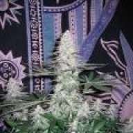 cbd4me