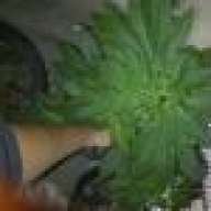 flabi20@yahoo.com
