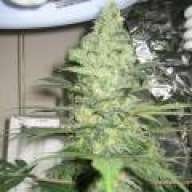 rahulduke420