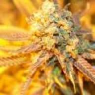 TheKushguy420