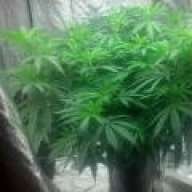 MMJAZ420