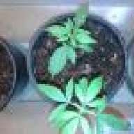 lost plant