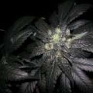 DankInMyBrain