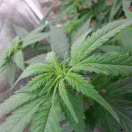 Soul Sativa
