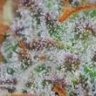toodank2smoke