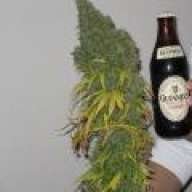 DillWeed