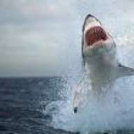 GreatWhiteShark1