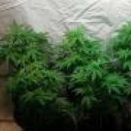 420rhyder