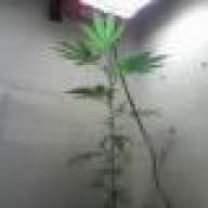cheinleeder
