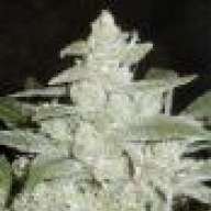 bleusmoke18