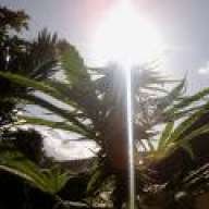 Cheshireplant