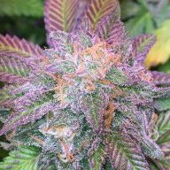 BDOGKush