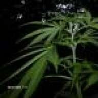 MrSmoker420
