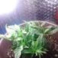 MicroJuana