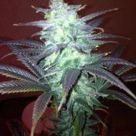 DutchHaze