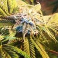 Drbgrowing