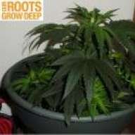 Rooter