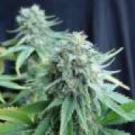 rotary hemp