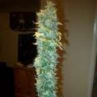 John400HPS