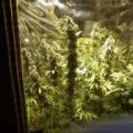 dhhbomb