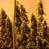 dylanlee420