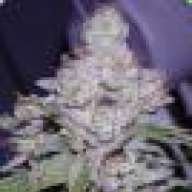 Doc. Dro