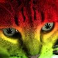 Cannabis Kitty