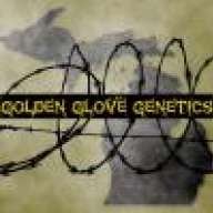 GoldenGloveGenetics