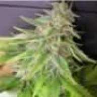 smokedogg63