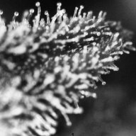Rhizo