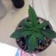A+southerntrees