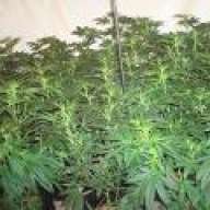 dodey420