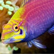 Reeferfish