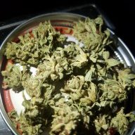 Jerseykushface