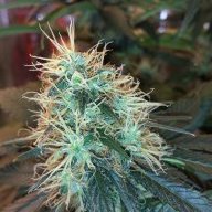 hhstubbornbud