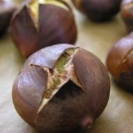 rotten chestnut