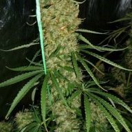 Kush Science