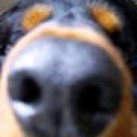 poodawg