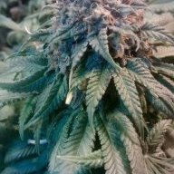 greencrackjeff