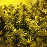 trichome_tyrant