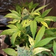 cannabisweedPotNerd