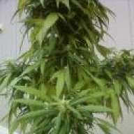 crom50