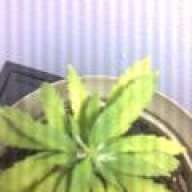 GanjaGurlxx1108