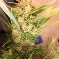 BigZcolorado
