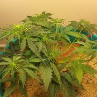 beginner grow