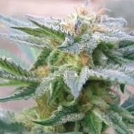 growercan